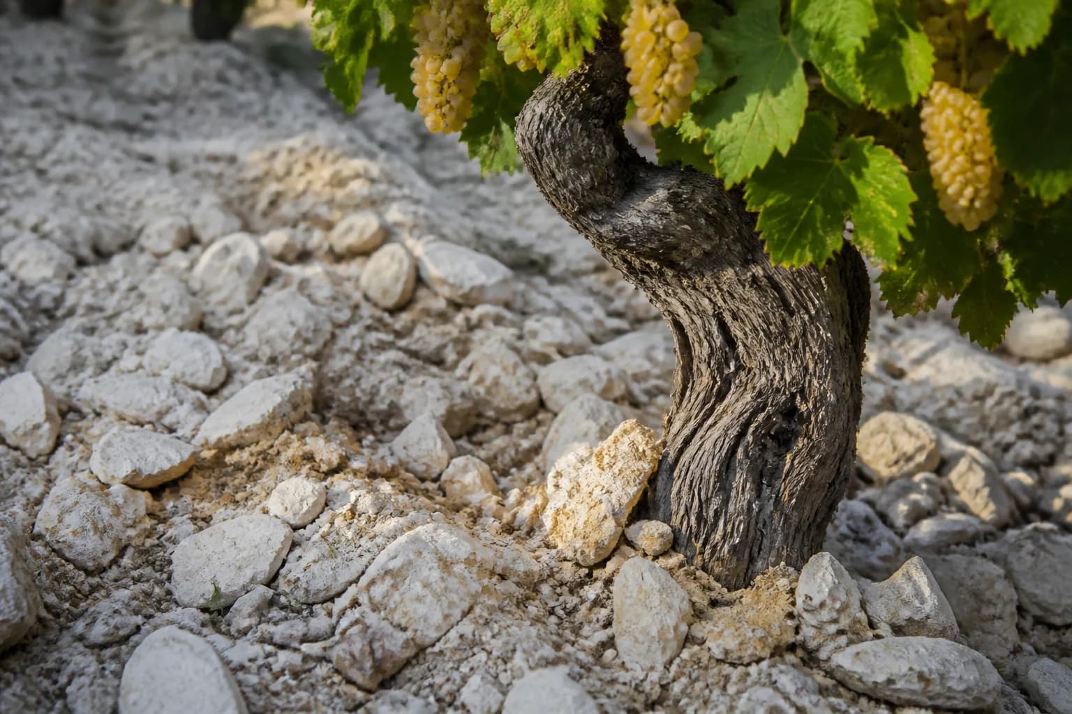 Illustrative close-up of a mature Chardonnay vine in pale limestone ground