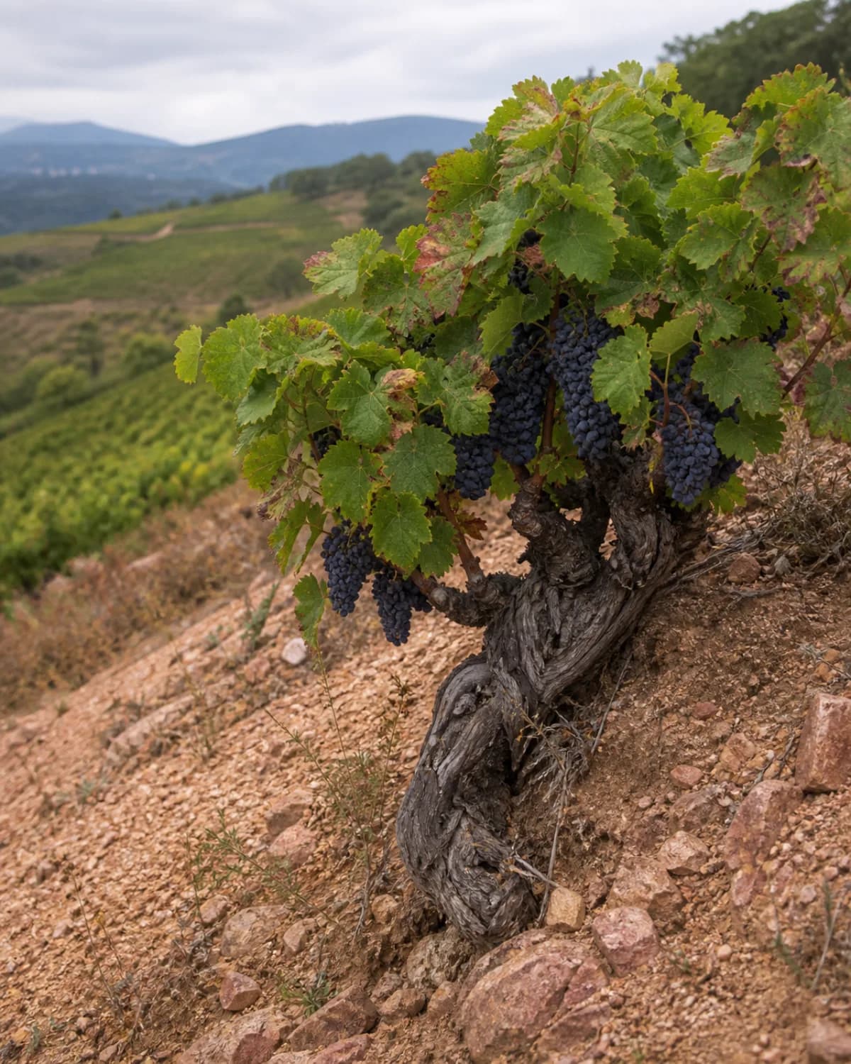 Illustrative mature Gamay vine on a weathered pink-granite Beaujolais slope