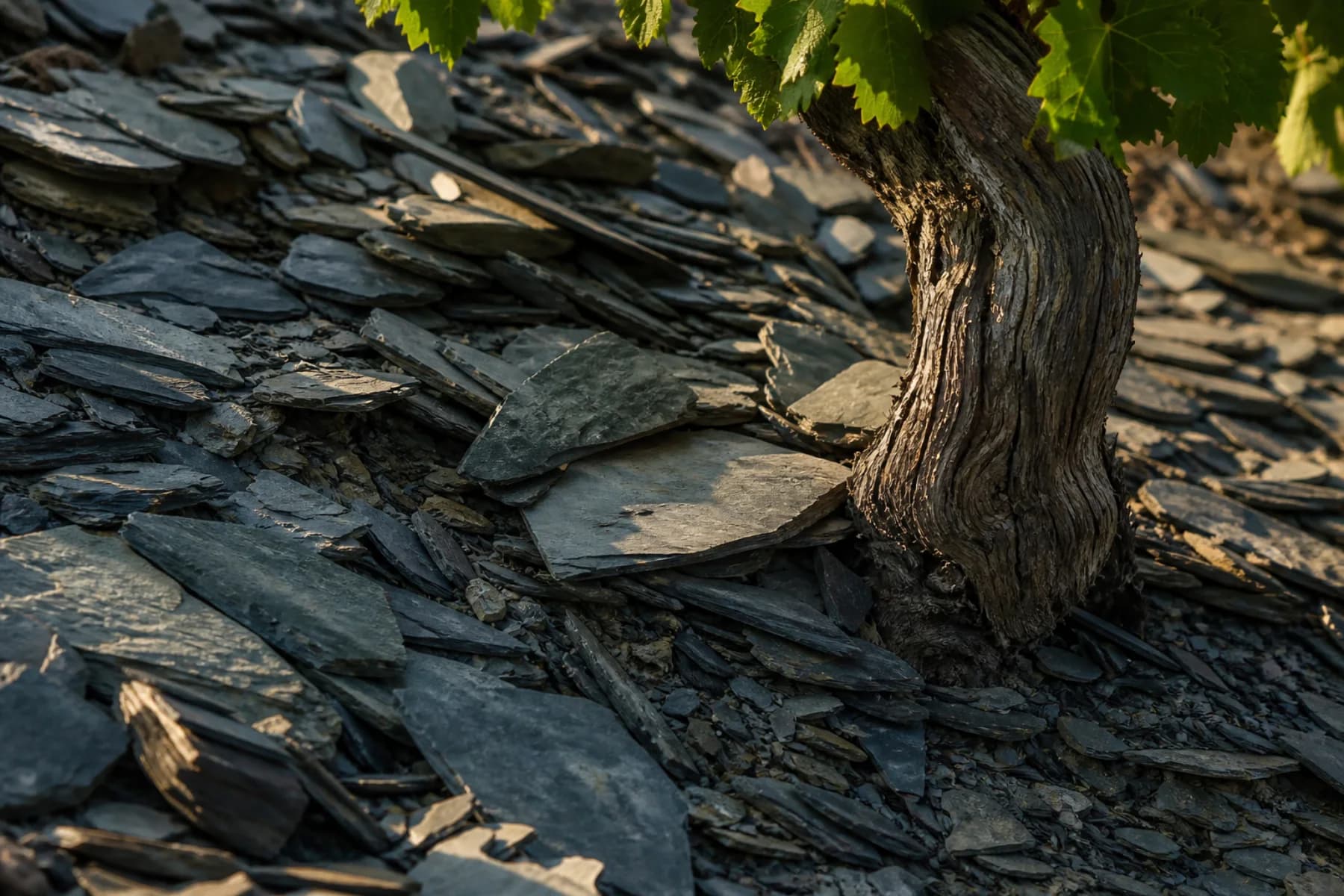 Illustrative close-up of fractured slate around a mature vine
